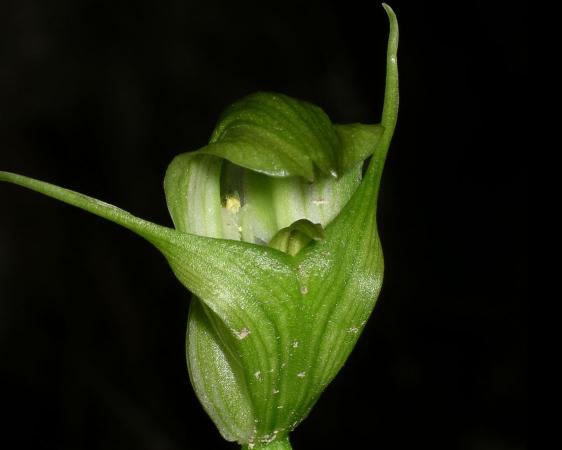 Pterostylis alpina - Alpine Greenhood.jpg